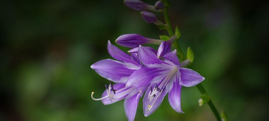 紫色百合花的象征意义与寓意（揭秘紫色百合花的隐含信息）