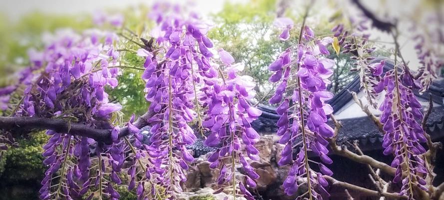 紫藤花的传说故事与花语寓意（探寻紫藤花的神秘魅力与文化传承）