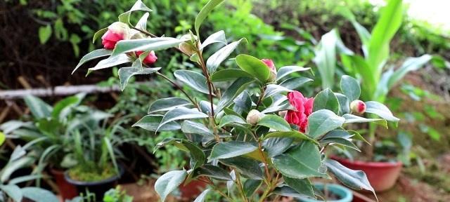 山茶花不开花的原因（探究山茶花不开花的原因及其解决方法）