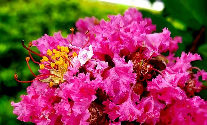 紫薇花的花语和传说（紫薇花——美丽与神秘的化身）