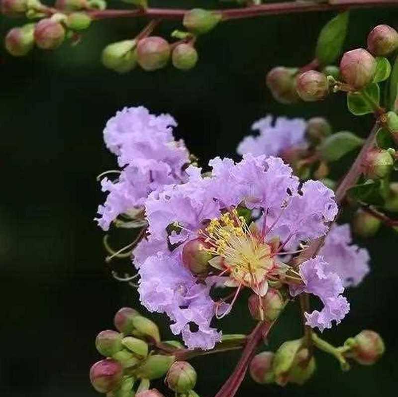 紫薇花的花语和传说（紫薇花——美丽与神秘的化身）