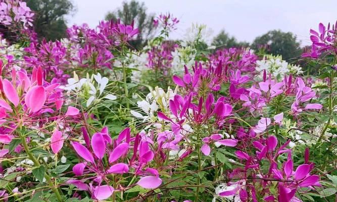 醉蝶花（探寻醉蝶花的花语之谜）