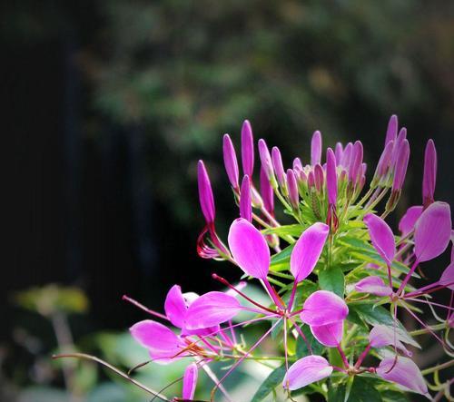 醉蝶花（揭开醉蝶花的花语和寓意）