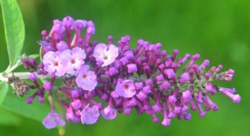 醉鱼草花语与它的美丽韵味（探索醉鱼草的花语）