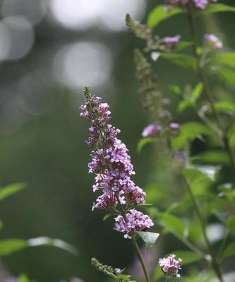 醉鱼草花语与它的美丽韵味（探索醉鱼草的花语）