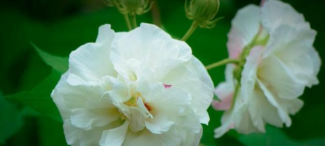 芙蓉花的花语与代表意义（探寻芙蓉花的神秘寓意）