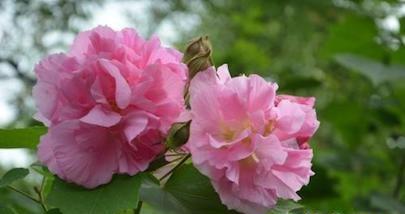 芙蓉花的花语与代表意义（探寻芙蓉花的神秘寓意）