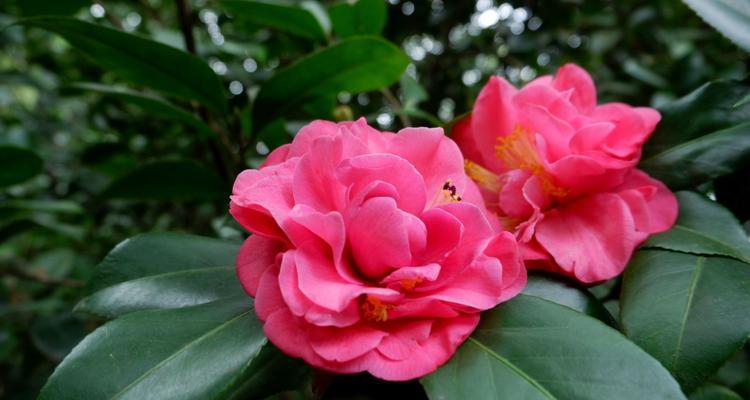 山茶花，红艳秋日的主角（探秘山茶花的品种）