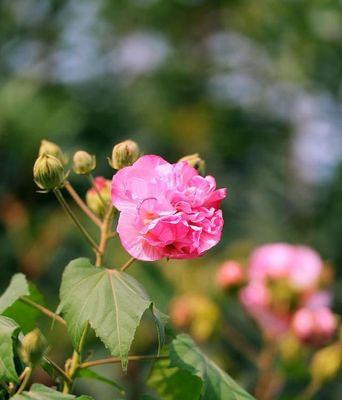 芙蓉花——富贵荣华的象征（富贵荣华芙蓉花）