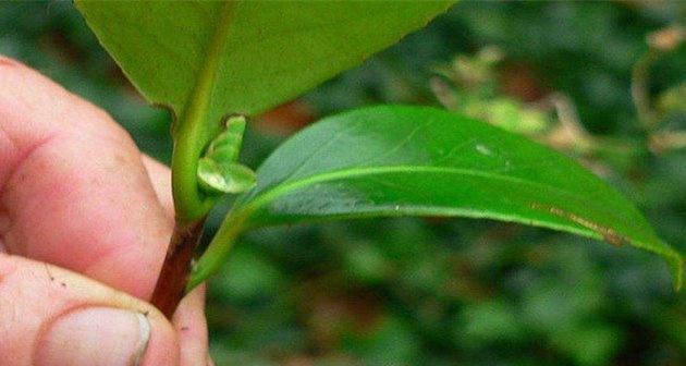 山茶花的根系发达程度如何（探讨山茶花根系对生长的影响）