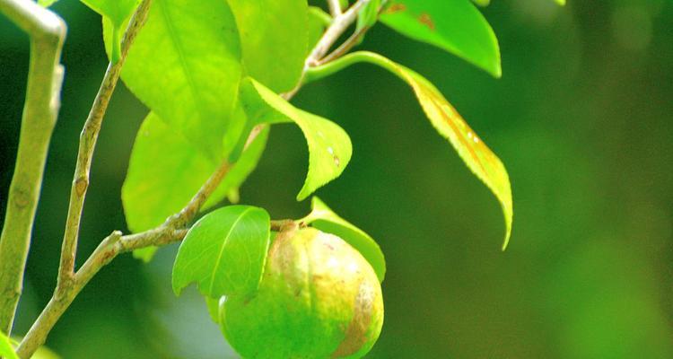 山茶花果实的食用价值（探究山茶花果实的营养成分和食用方法）