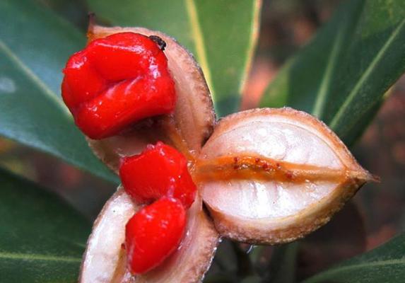 山茶花果实的食用价值（探究山茶花果实的营养成分和食用方法）