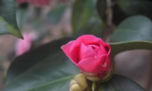 山茶花花骨朵的变化及开花时间（揭秘山茶花花骨朵的神奇转变和开花时间表）