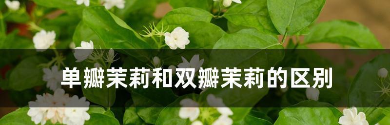 茉莉花的象征意义（深度探索茉莉花在文化与传统中的意义）