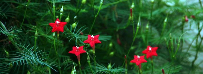 茑萝花的花语与寓意，送给何人（茑萝花的神秘花语）