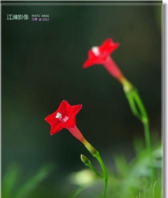 茑萝的花语和植物文化（茑萝的花语与象征意义）