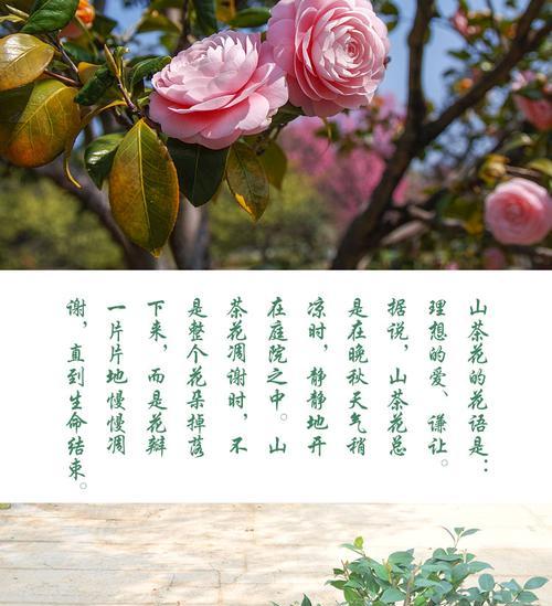 四季山茶花的养护之道（春夏秋冬如何浇水）