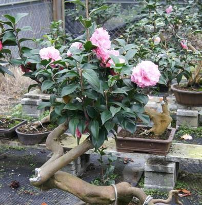 如何浇水让山茶花长得旺盛（从浇水频率到水质选择）