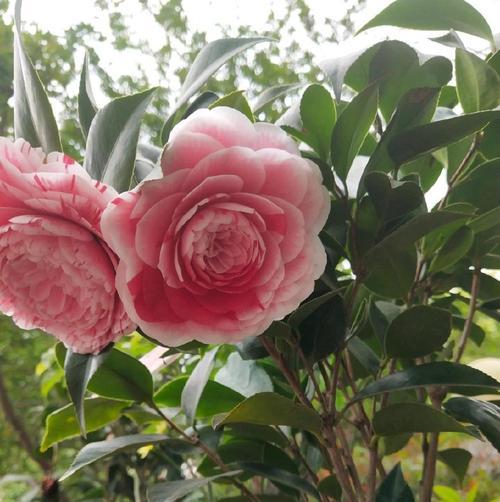 如何浇水让山茶花长得旺盛（从浇水频率到水质选择）