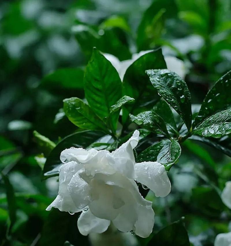 栀子花（馥郁芬芳）