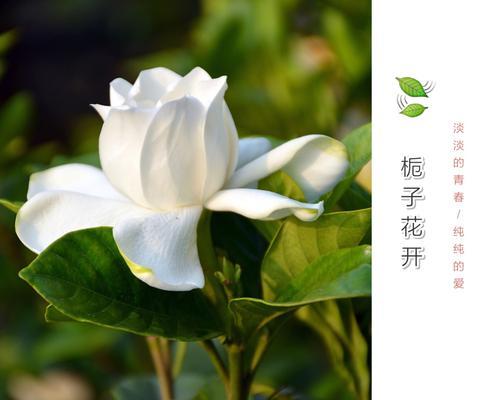 栀子花的花语及寓意（探索栀子花背后的深刻内涵）