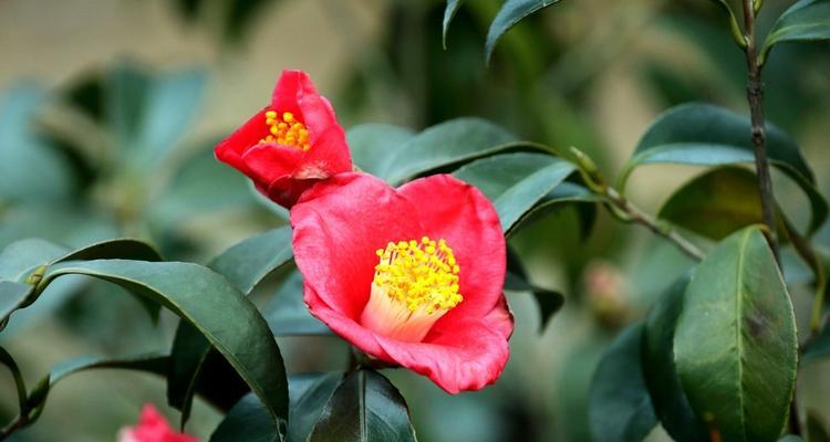 赏花之美——山茶花的多彩世界（探秘山茶花的品种）