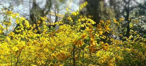 以棣棠花的花语与传说（花开岁月绽放）