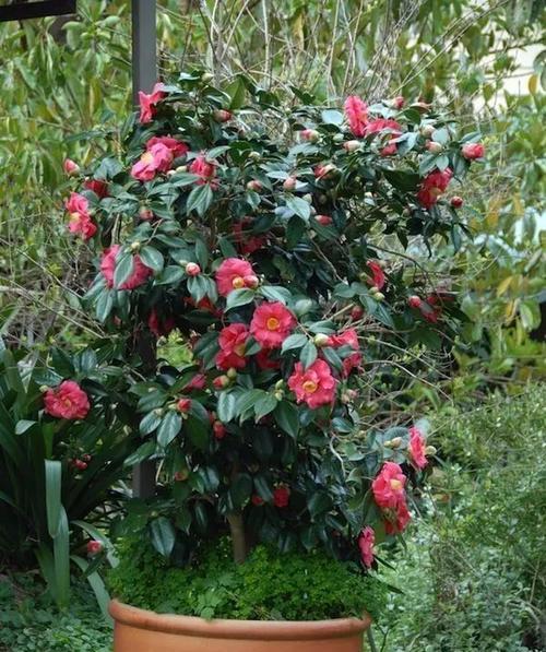 山茶花适合在家里养吗（探讨山茶花在室内养护的优缺点）