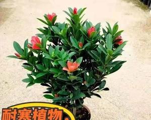 山茶花——有毒的美丽（室内养护注意事项）