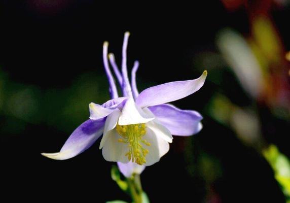 耧斗菜花语与寓意——古老的神奇之花（揭秘耧斗菜的神奇魅力）