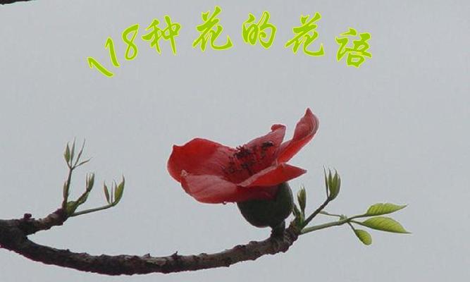 11朵花语的深意（花开）