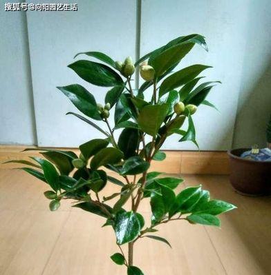 山茶花修剪指南（从根部到枝叶的修剪方法）