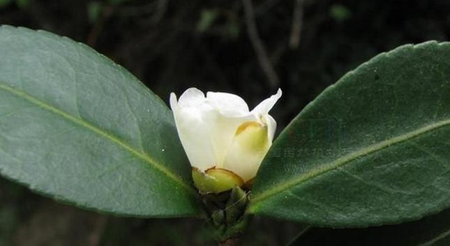 山茶科植物的种类与特点（探究山茶科植物的起源）