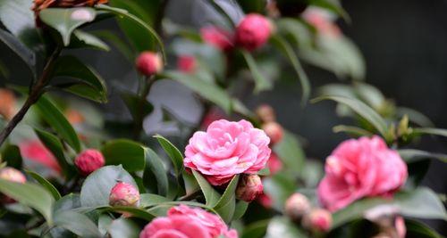 山茶花的开花季节（了解山茶花开花季）