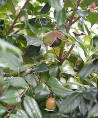 山茶树几年结果实——探究其原因和管理方法（探寻山茶树多年结果实的原因与管理技巧）