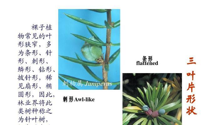 山茶树是裸子植物吗（揭开山茶树的生殖之谜）