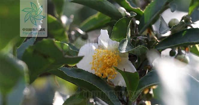 山茶树是裸子植物吗（揭开山茶树的生殖之谜）