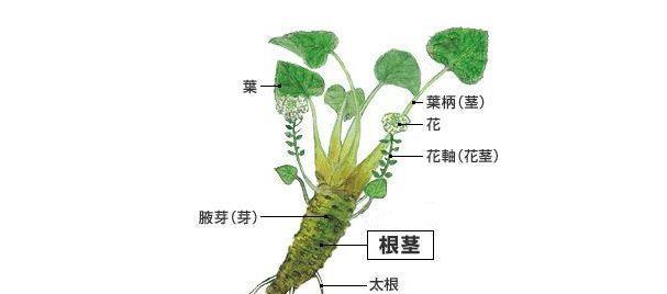 山葱的神奇功效与食用方法（探究山葱的营养价值）