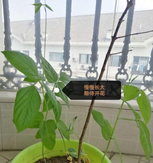 山东蚕豆的种植与养护（优质蚕豆品种的选择和栽培技巧）