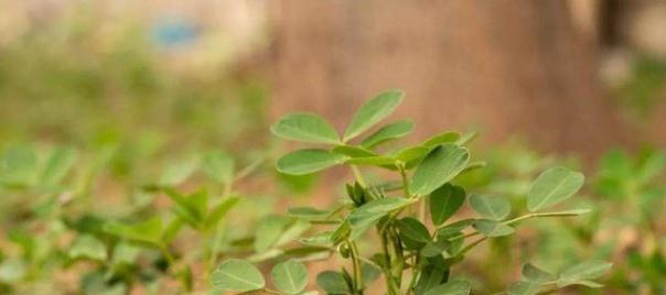 如何在山东种好花生（花生栽培的时间）