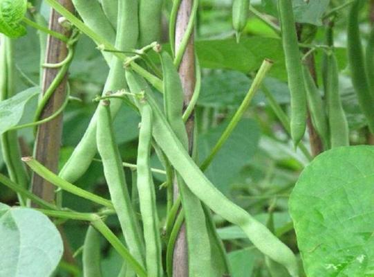 山东秋芸豆种植指南（如何在合适的时间种植秋芸豆）