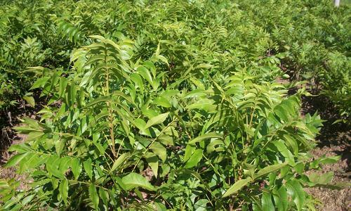 山核桃栽种技巧与几年结果实（掌握这些技巧）