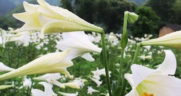 白百合花语——纯洁与崇高的象征（传递爱的美好与善意的祝福）