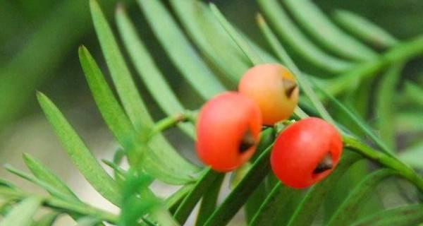 山胡椒是裸子植物吗（植物分类学）