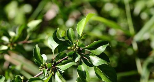 山胡椒是裸子植物吗（植物分类学）