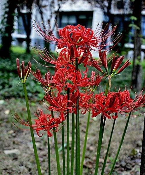 白彼岸花（探寻白彼岸花的美与哲理）