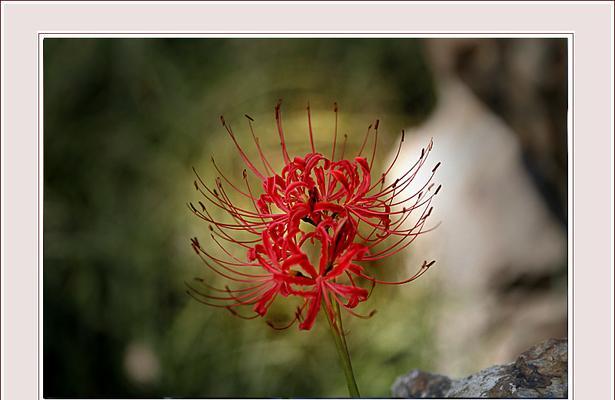 白彼岸花（探寻白彼岸花的美与哲理）