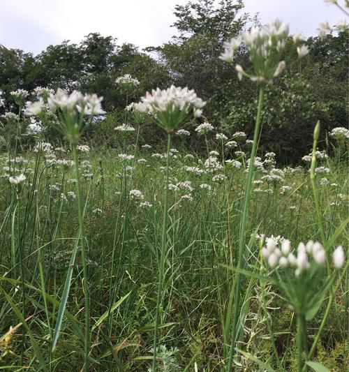 山韭花采摘全攻略（探秘山野美味）