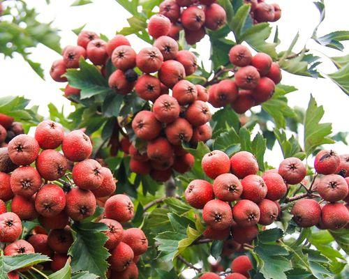 山里红树繁茂多年，果实终现丰收（探访山林之间的自然奇迹——山里红树成果之谜）