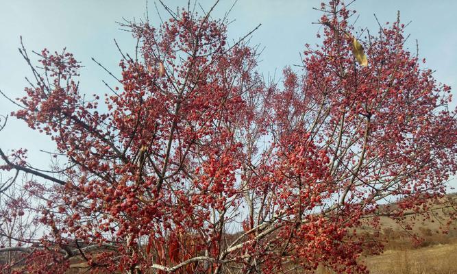 山里红树繁茂多年，果实终现丰收（探访山林之间的自然奇迹——山里红树成果之谜）